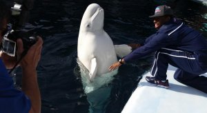 he'll yeah beluga whale