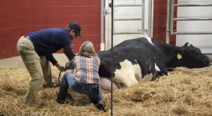 Jim Harbaugh delivered a baby calf on Monday morning.